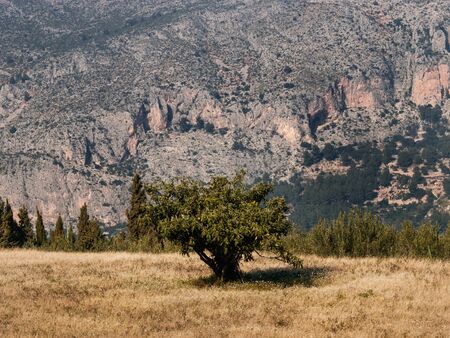 A lonely tree on a heel with a mountain behind
