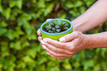 Woman hands holding a green pot with a succulent plant