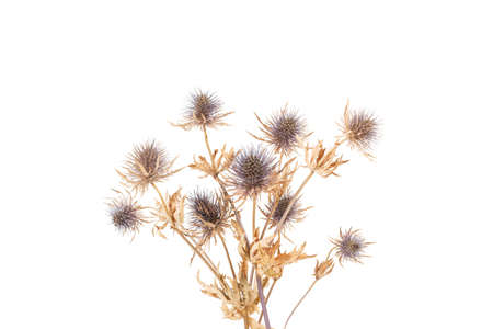 Dry thistle flowers isolated on a white backgroundの写真素材