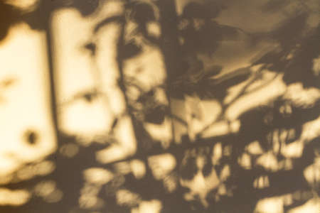 Background of branches and leaves shadows on a wall