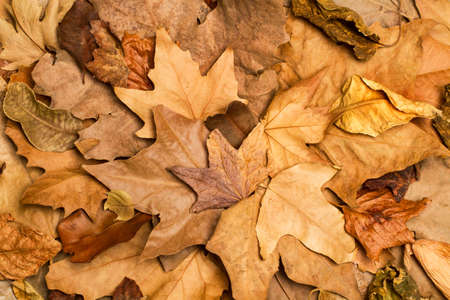 Autumn brown leaves in a top view