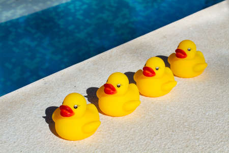 Four yellow rubber ducks in a row close to a swimming poolの写真素材