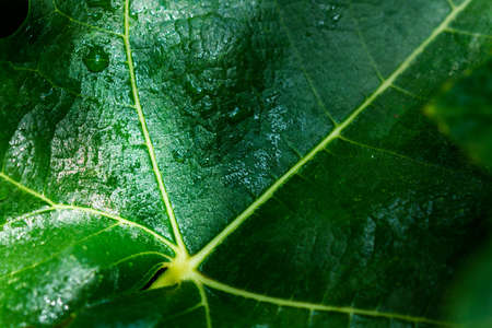 Fig leaf in a close up viewの写真素材