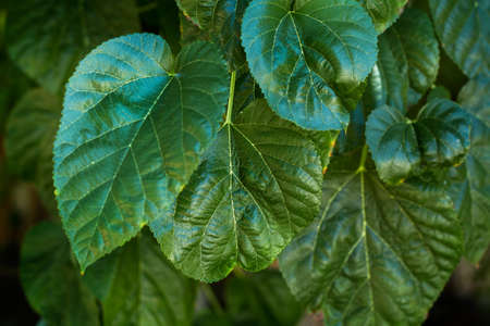Green leaves close up background.