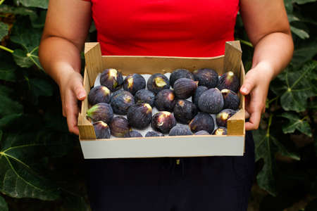 Woman holding a box with figs in front of a fig plant