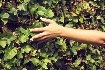 Woman touching with her hand a climbing plantの写真素材