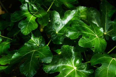 Fig leaves in a close up view