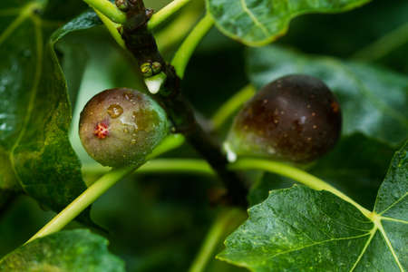 Figs in a fig plant with leaves