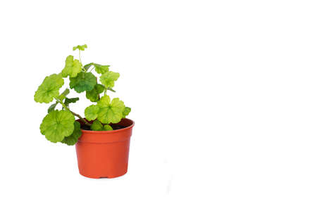 A geranium in a plastic flower pot on a white backgroundの写真素材