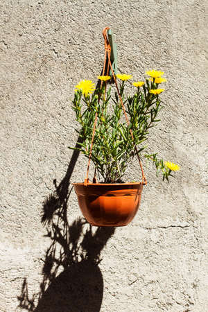 A plant with yellow flowers in a plastic pot on a wallの写真素材