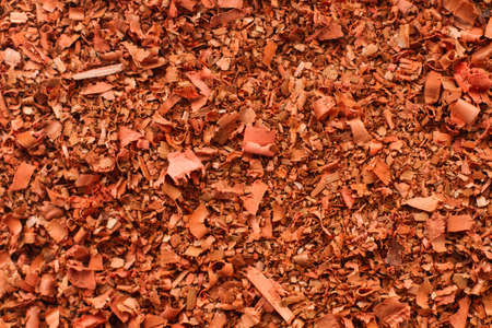 Dry leaf on a green grass backgroundの写真素材