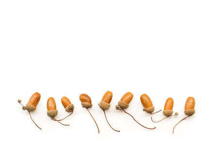 Acorns isolated on a white background with copy spaceの写真素材