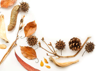Pine cones and liquidambar fruits on a white backgroundの写真素材