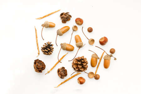 Acorns and pine cones on a white backgroundの写真素材