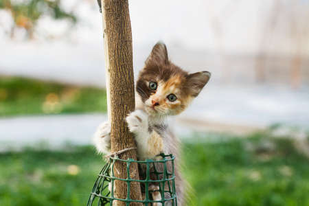 A baby cat climbing to a plant trunk and looking at cameraの写真素材