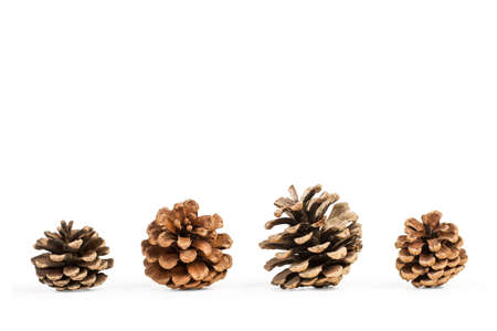 Pine cones isolated on a white backgroundの写真素材
