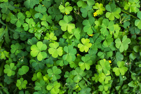 Natural green shamrocks in a close up view