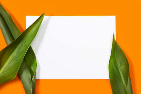 Green leaves and a blank paper on an orange background