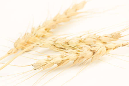 Wheat stalk isolated on a white background in a close up viewの写真素材