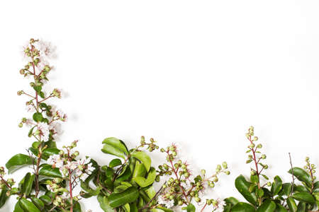Branch with white flowers on a white background with copy space