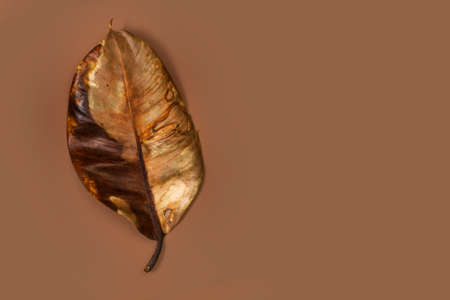 Brown dry leaf on a brown background with copy space