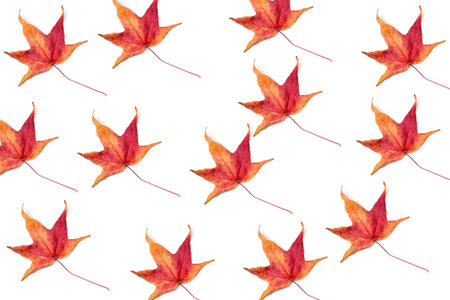 Sweet gum tree leaves isolated on a white backgroundの写真素材