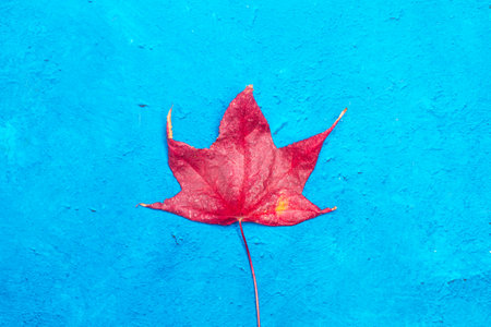 Sweet gum tree leaf ona textured blue backgroundの写真素材