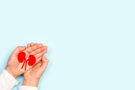 Woman hands holding red paper kidneys on a light blue background with copy spaceの写真素材
