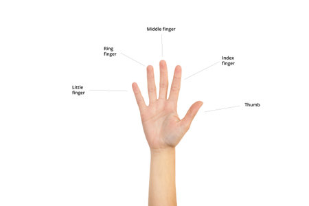 Woman hand showing her five fingers with names on a white background with copy space