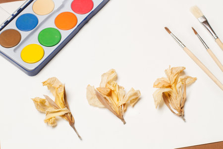 Watercolors, paintbrushes and dry flowers on a white background in a top viewの写真素材