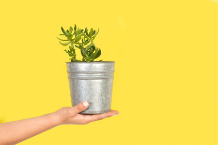 Woman hand holding a flower pot with a succulent plant on a yellow backgroundの写真素材