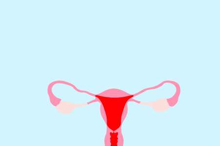 Drawn of woman reproductive system on a light blue background with copy spaceの写真素材