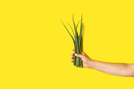 Woman hand holding aloe vera leaves on a yellow background with copy spaceの写真素材