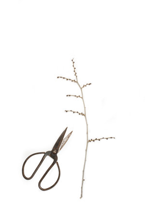 Scissors with large handles and a dry plant branch on a white background