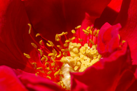 A red rose in close up with yellow pistilsの写真素材