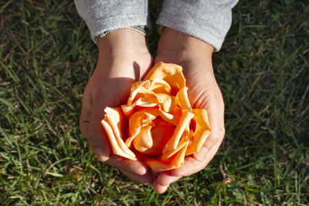 Woman hands holding orange rose petals with green grass in the backgroundの写真素材