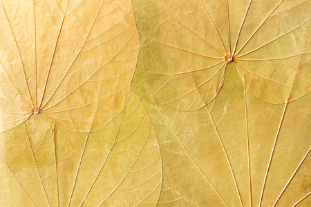 Background of dried leaves in a close up viewの写真素材