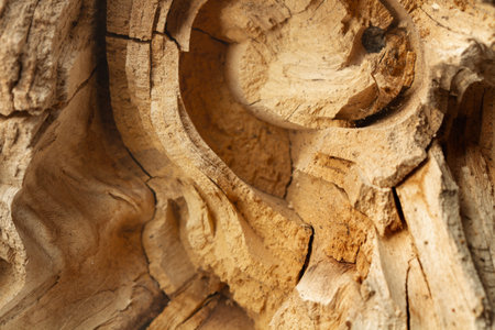 Interior of a dry tree trunk in a close up viewの写真素材