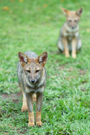 A pair of foxes walking on the grassの写真素材