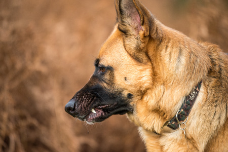 German shepherd dog runningの写真素材