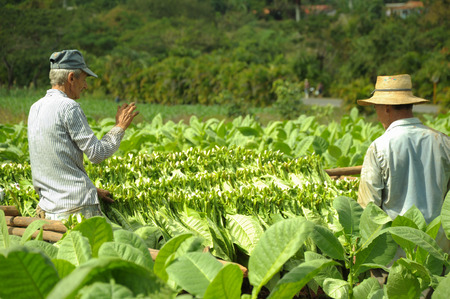 Workers harvesting tobacco leaves in Cuba biggest tobacco plantation fields in  Vinales  December 2013のeditorial素材