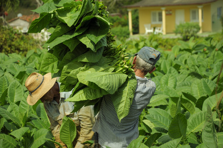 Workers harvesting tobacco leaves in Cuba biggest tobacco plantation fields in  Vinales. December 2013のeditorial素材