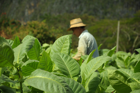Workers harvesting tobacco leaves in Cuba biggest tobacco plantation fields in  Vinales  December 2013のeditorial素材