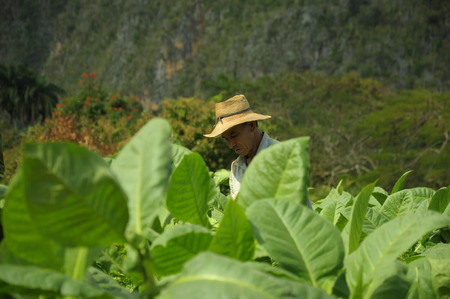 Workers harvesting tobacco leaves in Cuba biggest tobacco plantation fields in  Vinales  December 2013のeditorial素材