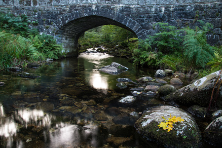 Fall leaf on moss stone over motion blur stream or river in autumn forestの写真素材