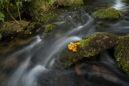 Fall leaf on moss stone over motion blur stream or river in autumn forestの写真素材