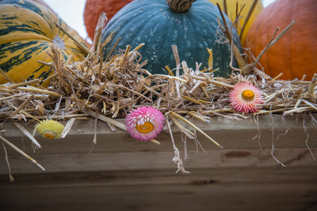Variety of autumn harvest pumpkin squash and melon on natural backgroundの写真素材