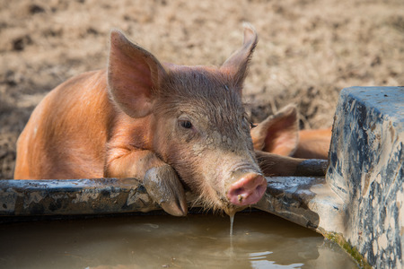 Cute baby pig drinking waterの写真素材