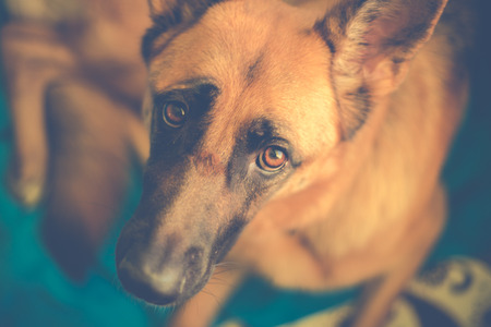 german shepherd cute look in retro style