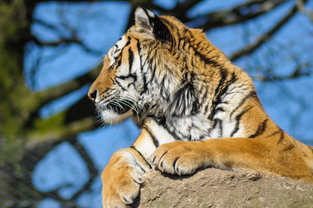 Tiger sitting on rock in Zoo cage